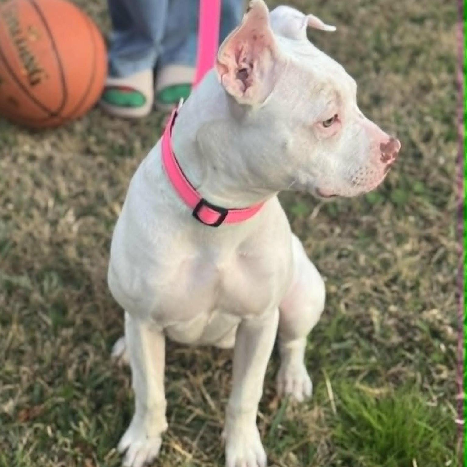 Alani, adopted, Young Female American Staffordshire Terrier.
