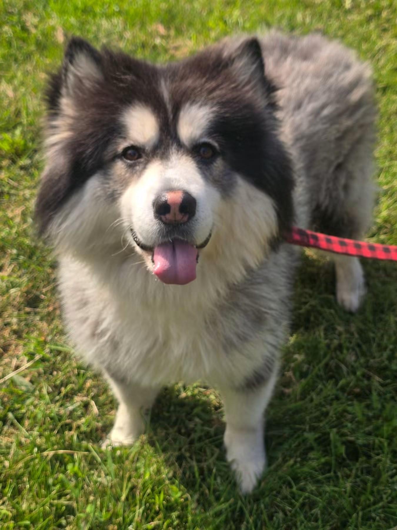 Banjo, Adoptable, Adult Male Pomeranian & Siberian Husky.