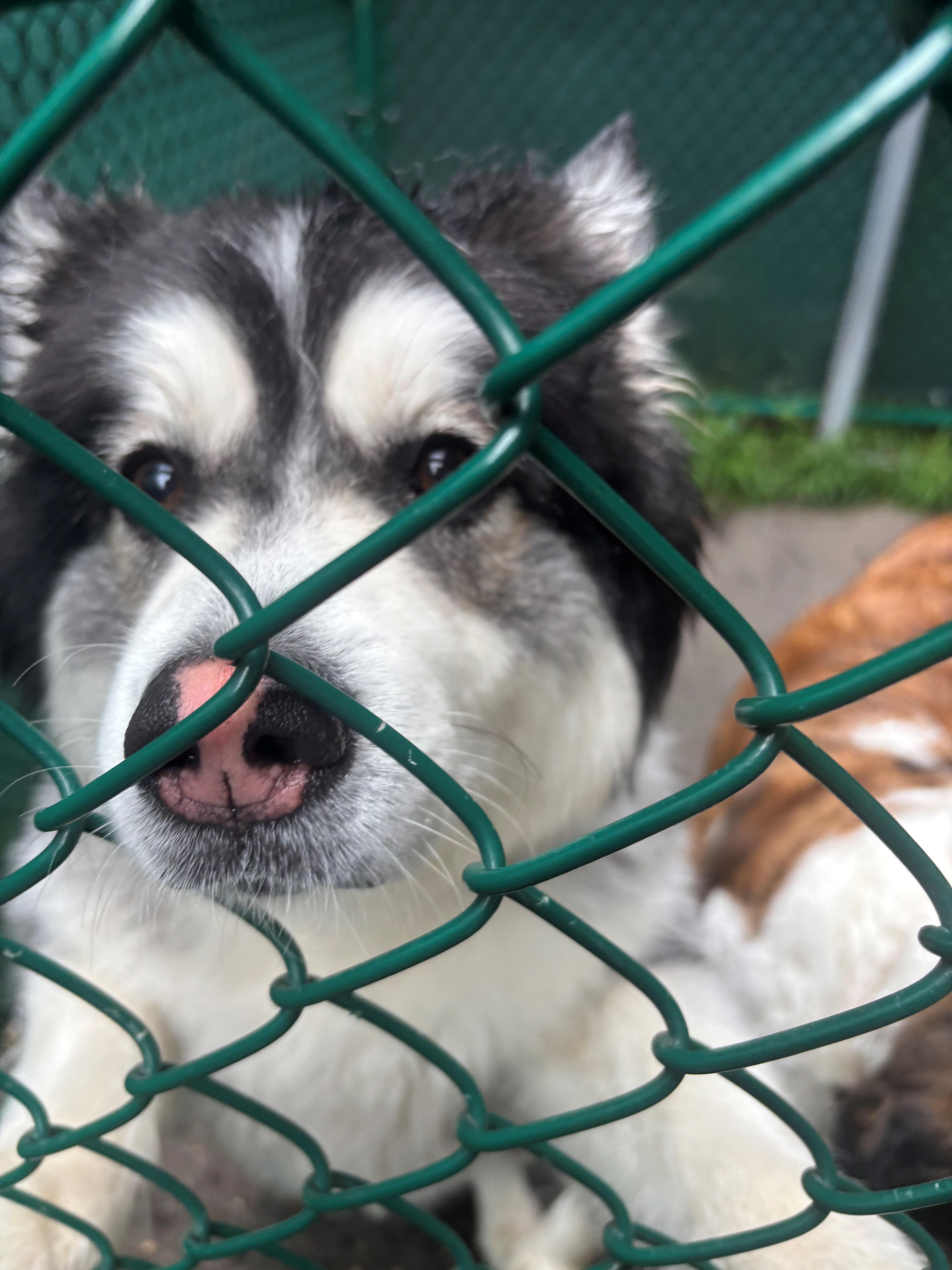 Banjo, ADOPTABLE, Adult Male Pomeranian & Siberian Husky.