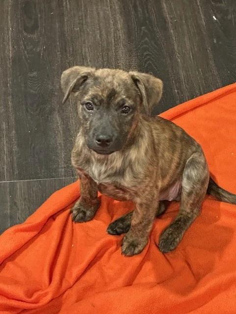 Enlarge Mackenzie, a Adoptable Mixed Breed in Lindenhurst, NY image 1/1