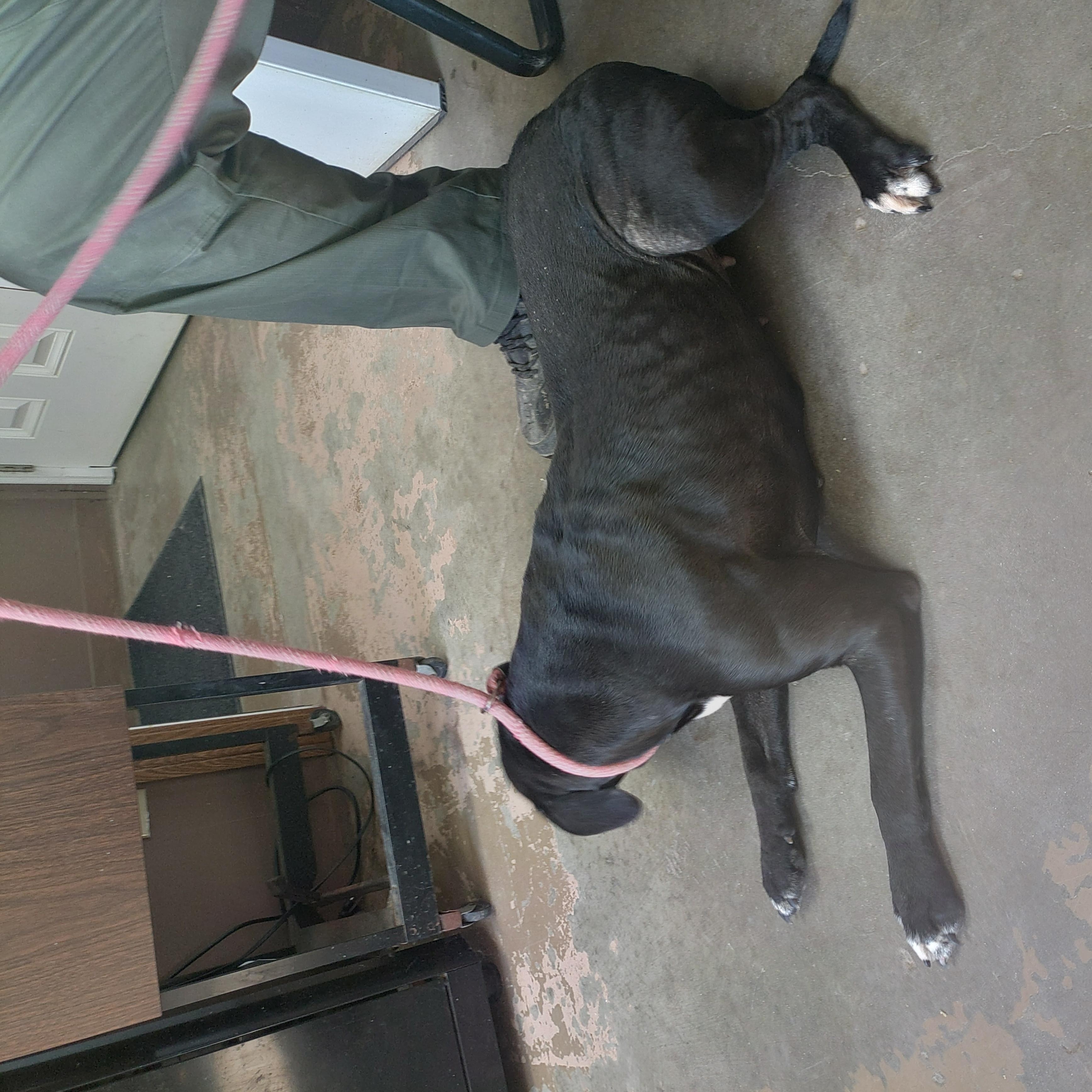 Enlarge 26-033, a ADOPTABLE mixed breed in Carrollton, OH image 2/3