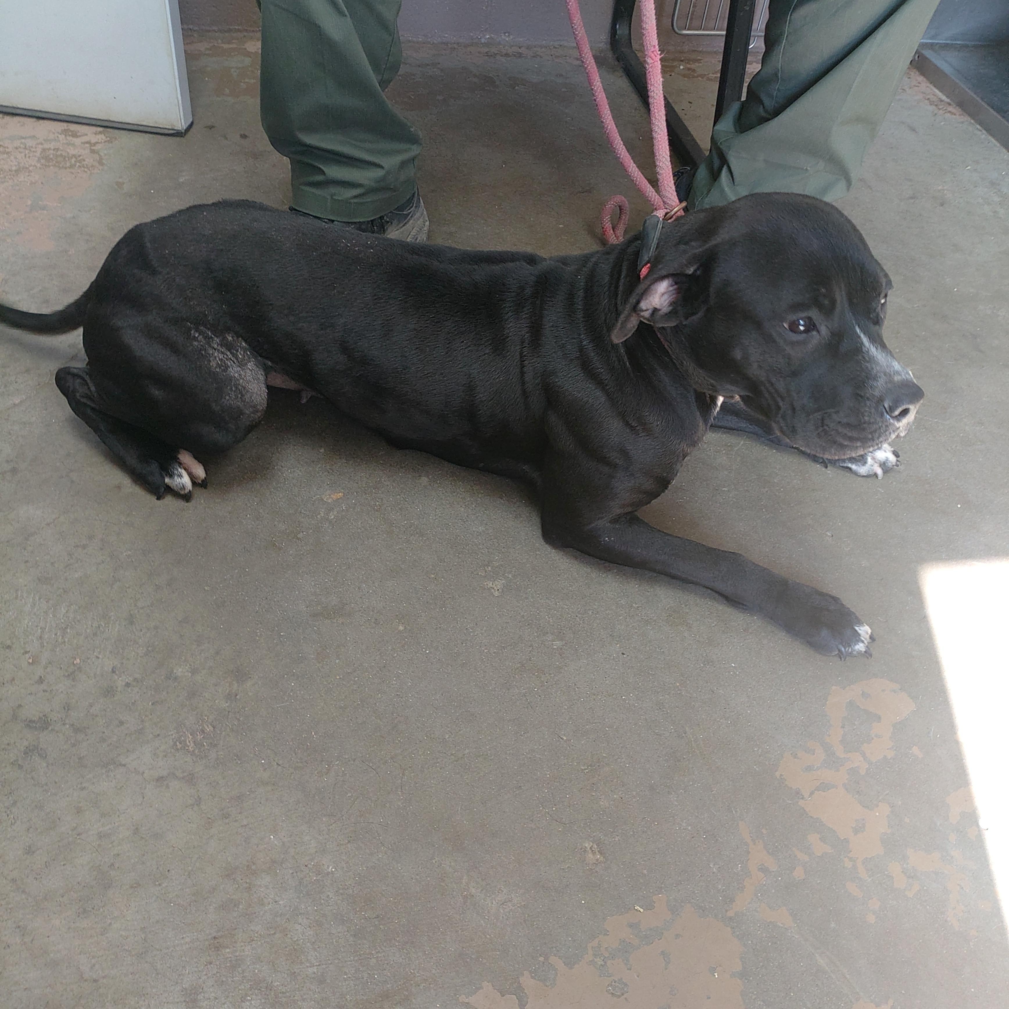 Enlarge 26-033, a ADOPTABLE mixed breed in Carrollton, OH image 3/3