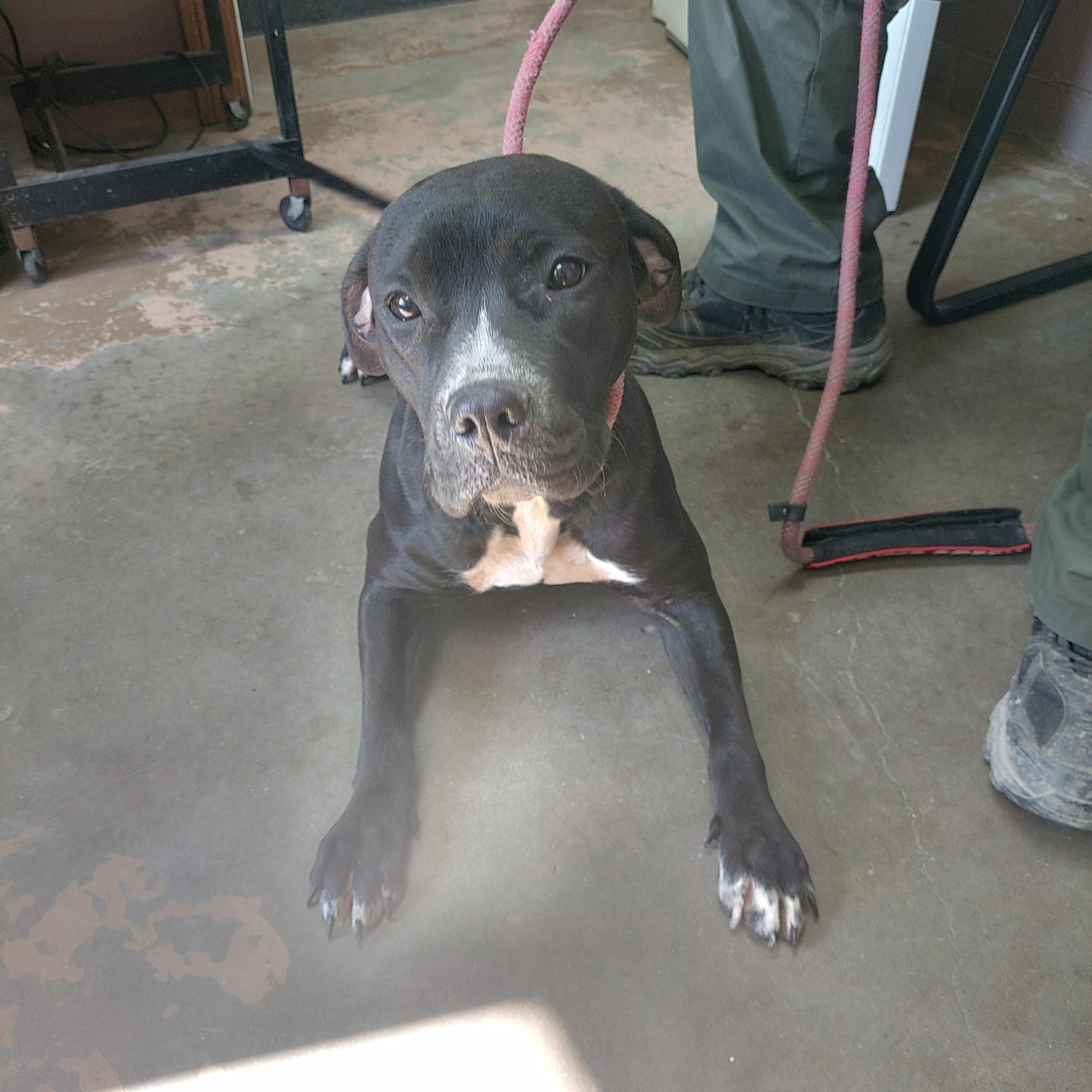 Enlarge 26-033, a ADOPTABLE mixed breed in Carrollton, OH image 1/3