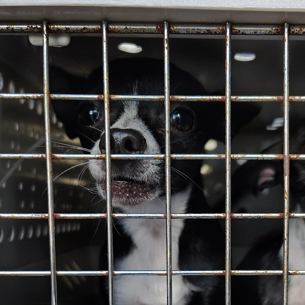 Enlarge Don Juan, an adoptable Chihuahua in Wilmington, NC image 2/5