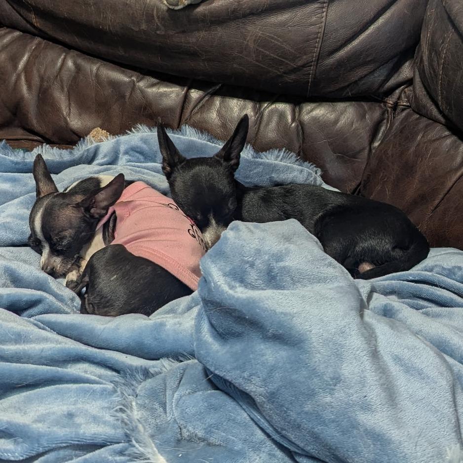 Enlarge Don Juan, an adoptable Chihuahua in Wilmington, NC image 5/5