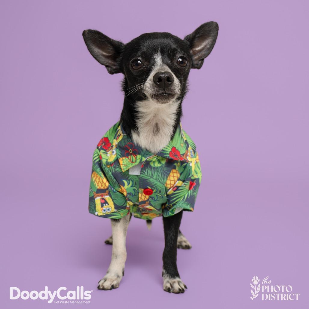 Enlarge Don Juan, an adoption pending Chihuahua in Wilmington, NC image 2/6