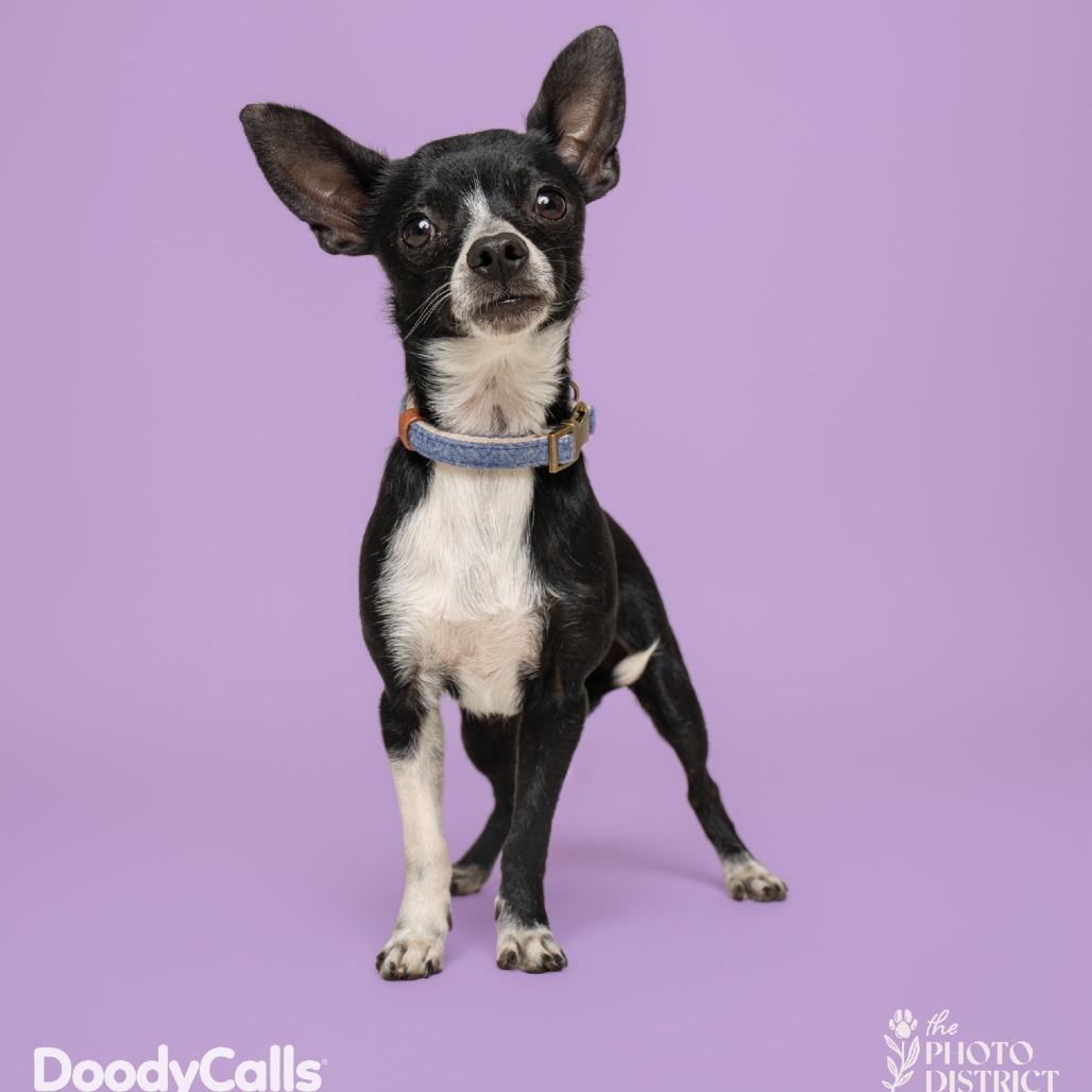 Enlarge Don Juan, an adoption pending Chihuahua in Wilmington, NC image 1/6