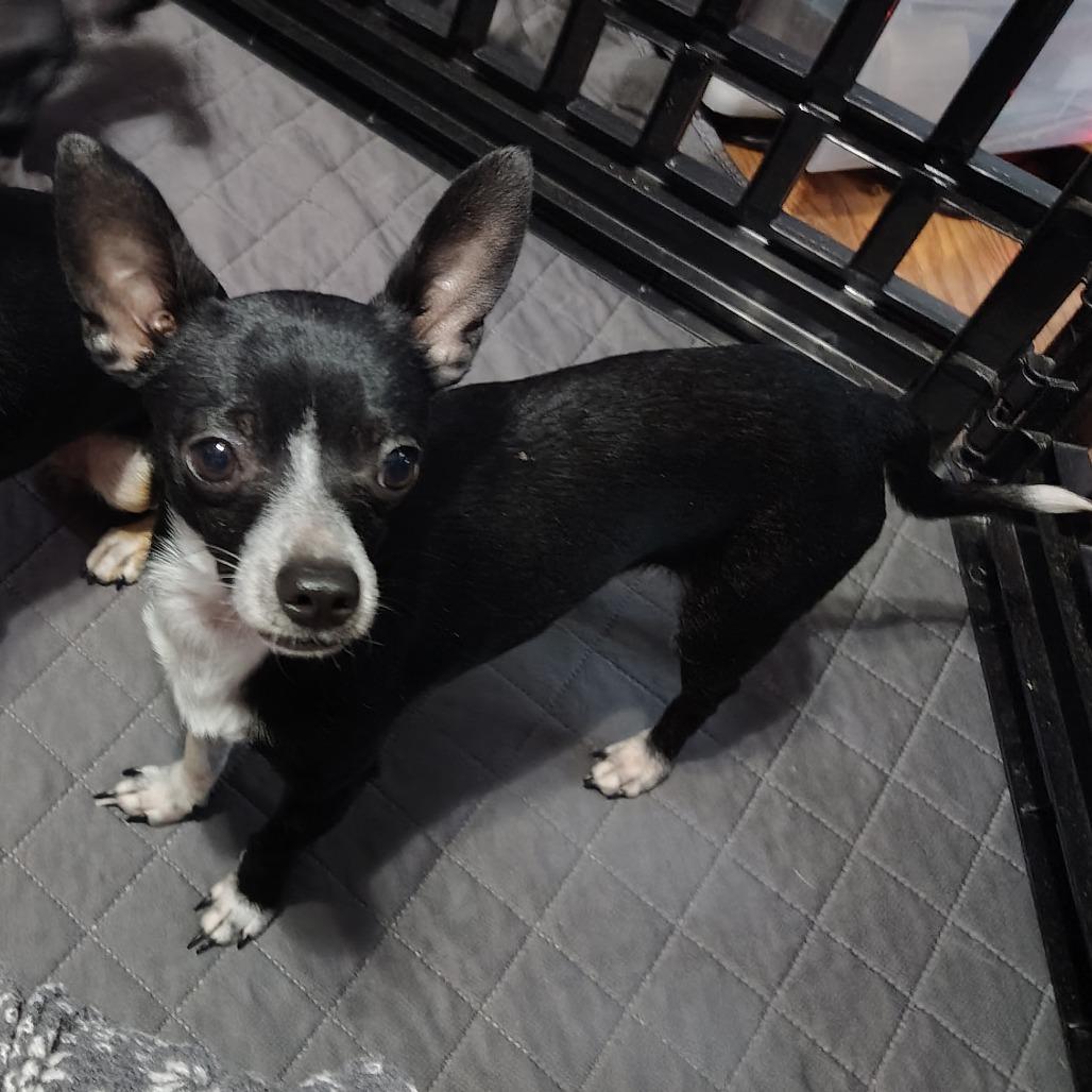Don Juan, adoptable, Adult Male Chihuahua.