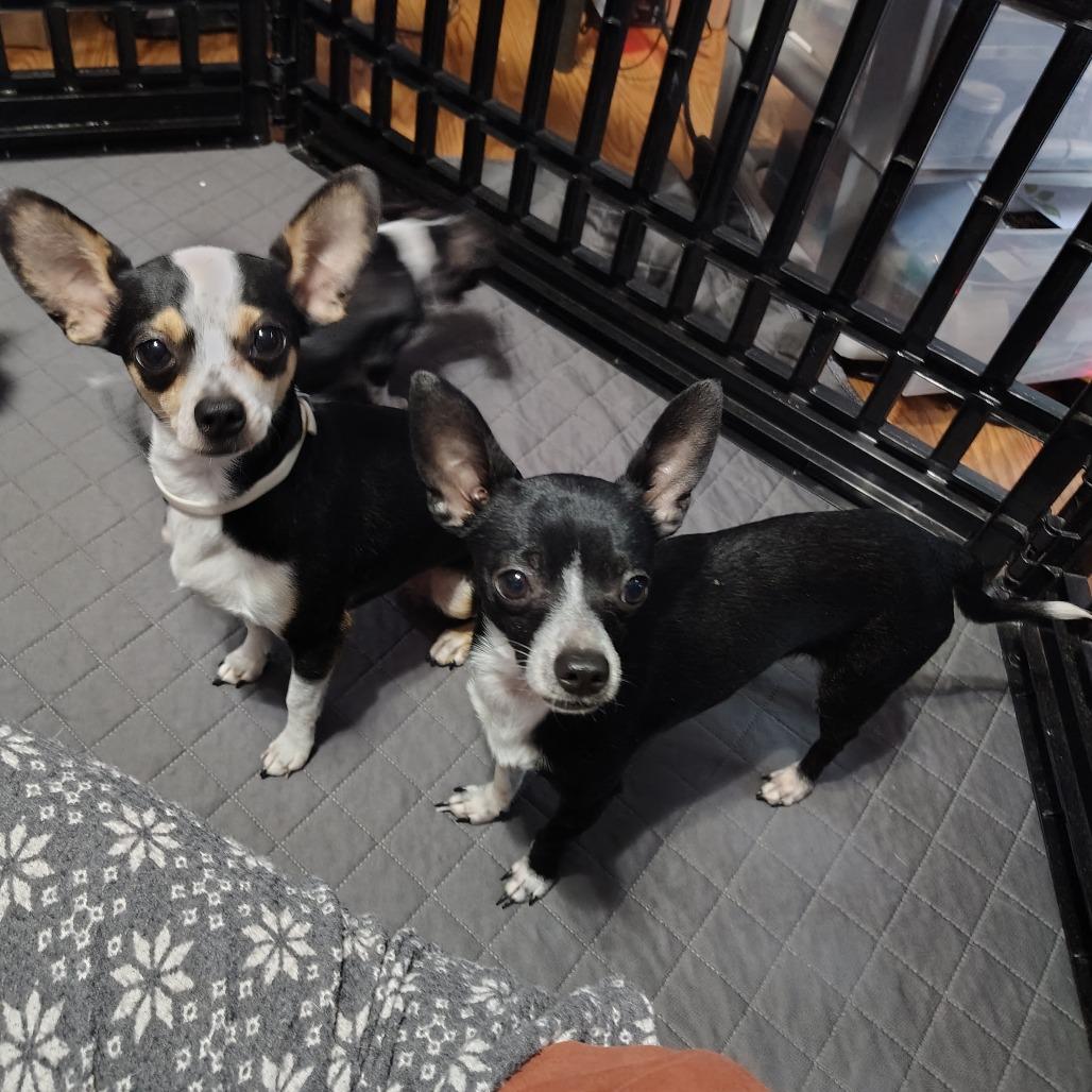 Enlarge Don Juan, an adoptable Chihuahua in Wilmington, NC image 3/5