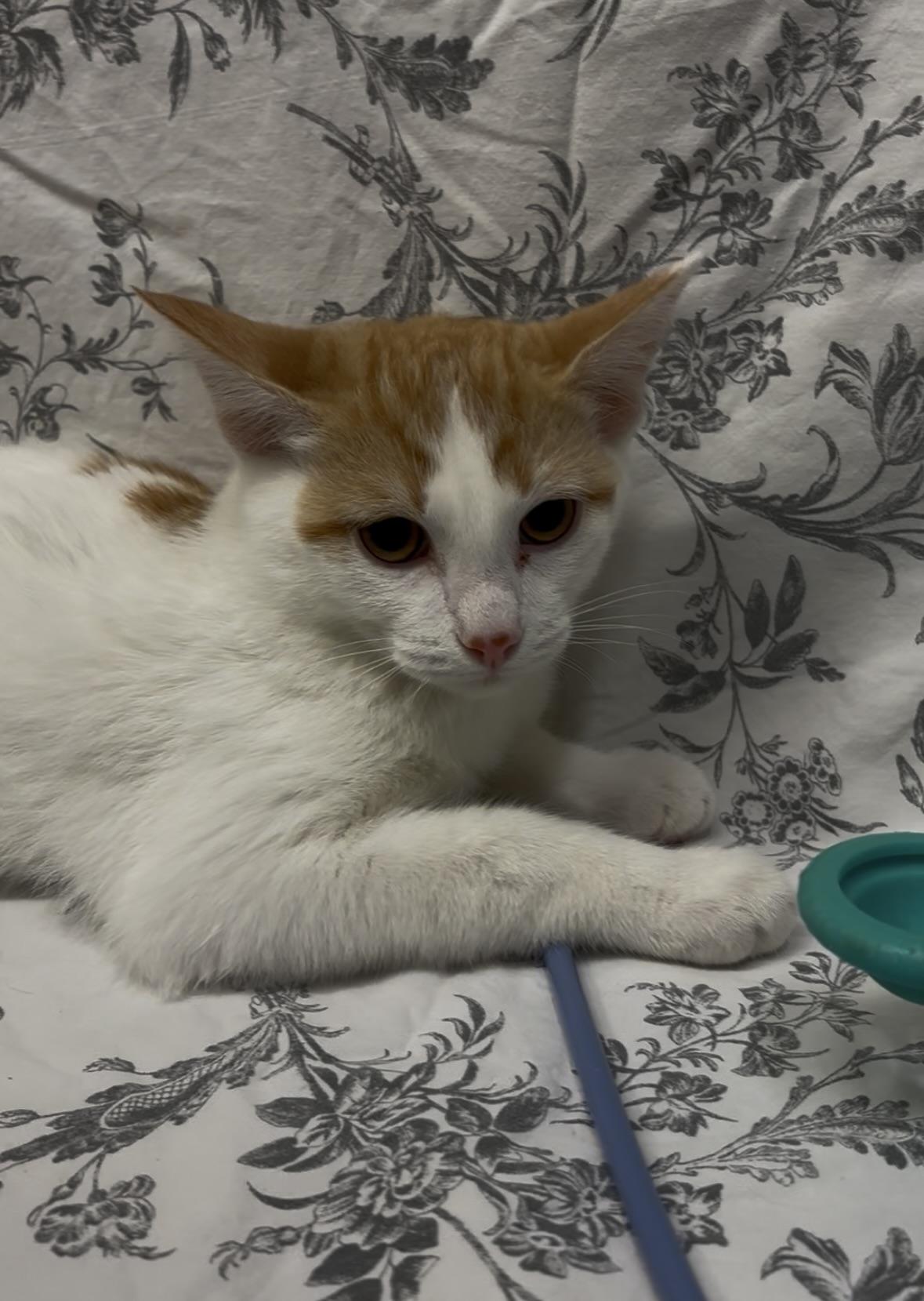 Enlarge Larry, a Adoptable Domestic Short Hair in Payson, AZ image 1/3