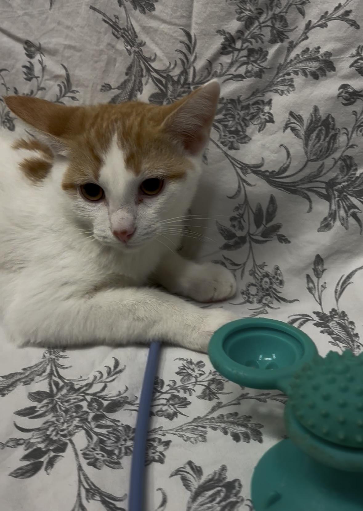 Enlarge Larry, a Adoptable Domestic Short Hair in Payson, AZ image 2/3