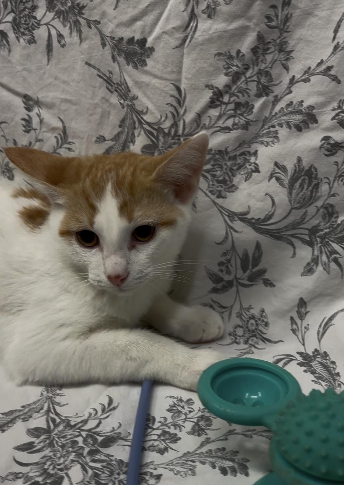 Enlarge Larry, a Adoptable Domestic Short Hair in Payson, AZ image 3/3