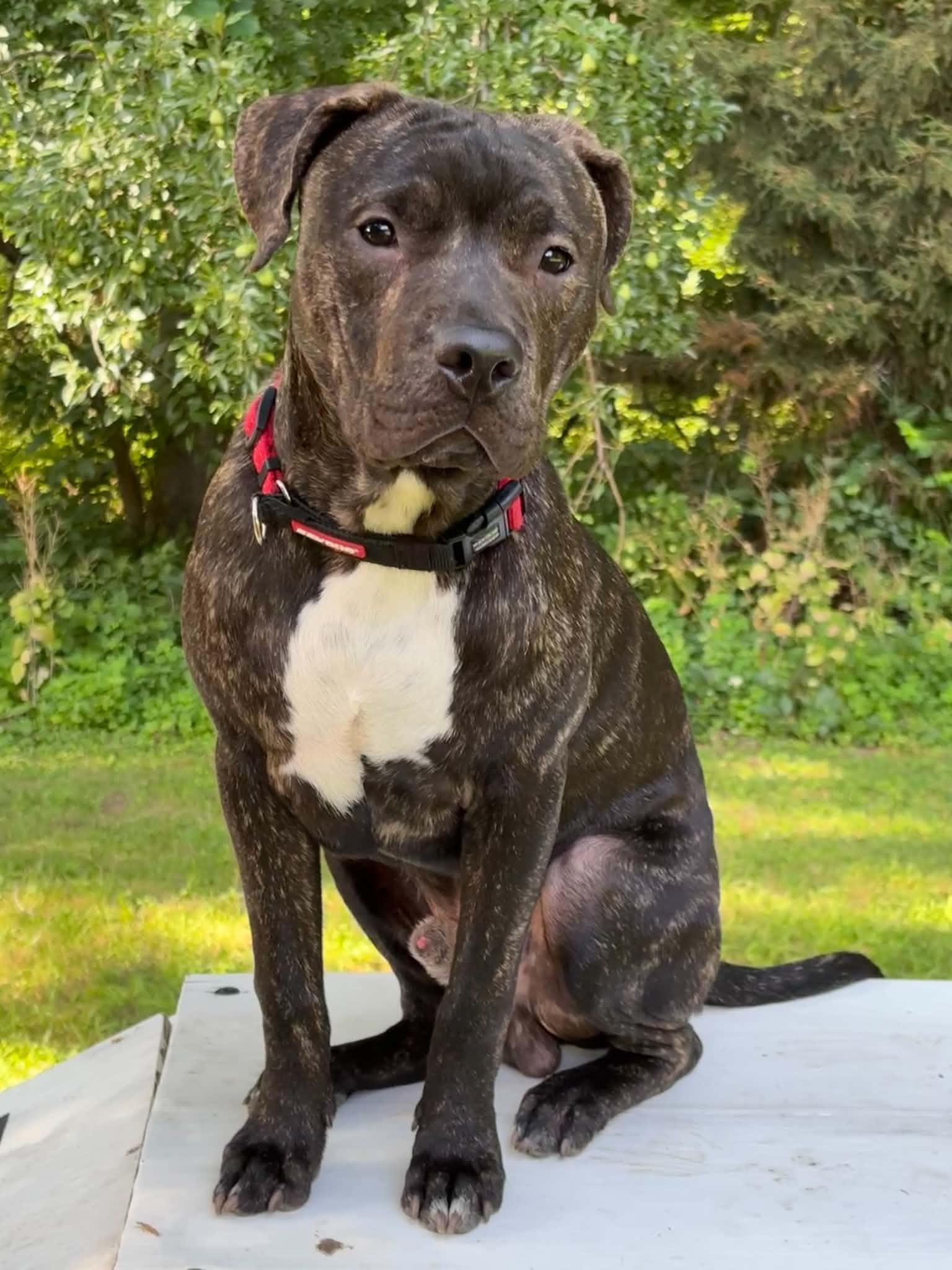 Enlarge Siskel, a ADOPTABLE mixed breed in Rochester, NY image 1/1