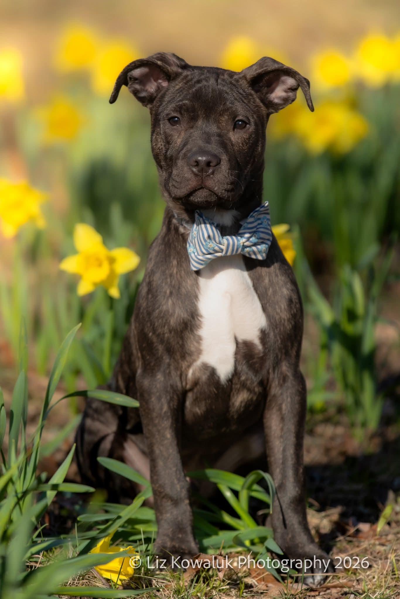 Siskel, ADOPTABLE, Young Male American Staffordshire Terrier.