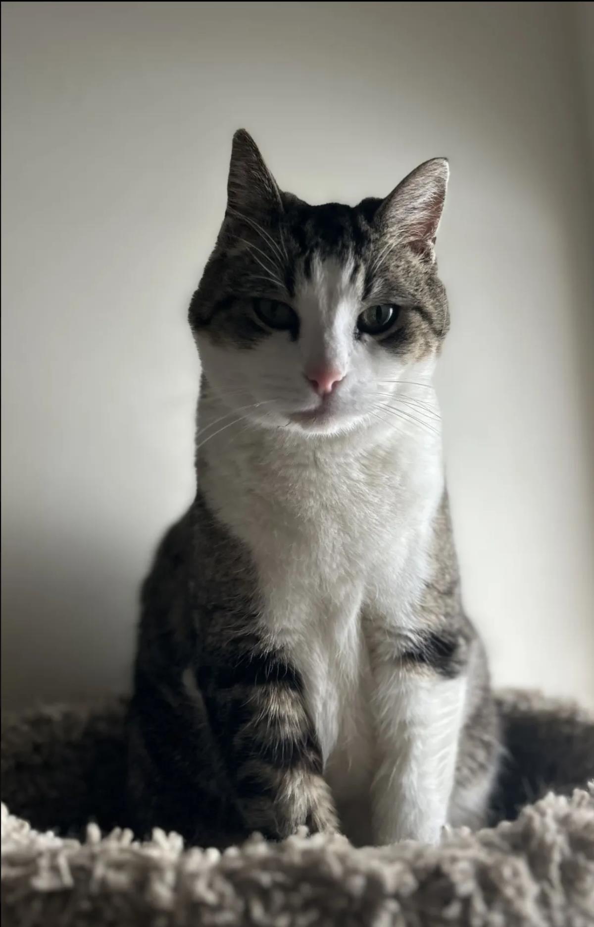 Hoku, a Adoptable Domestic Short Hair in La Jolla, CA image 1/3