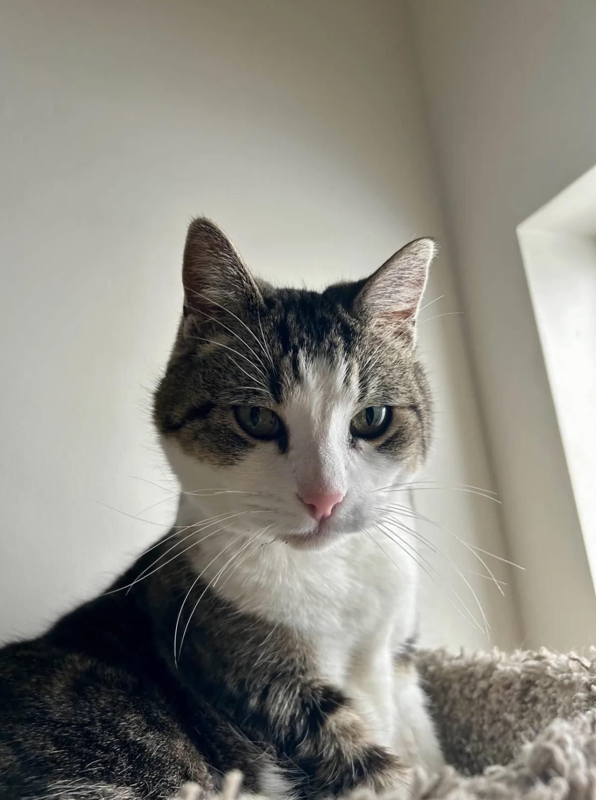 Hoku, a Adoptable Domestic Short Hair in La Jolla, CA image 2/3