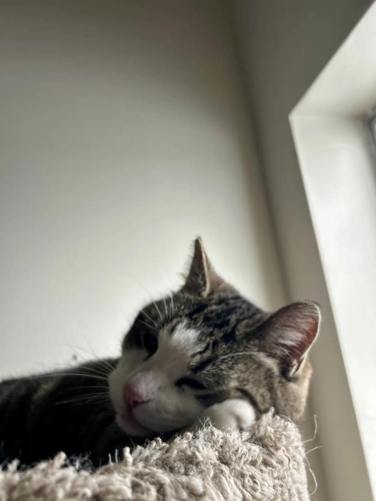 Hoku, a Adoptable Domestic Short Hair in La Jolla, CA image 3/3