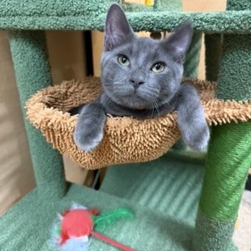 Willow, a ADOPTABLE Domestic Short Hair in atlanta, GA image 3/3