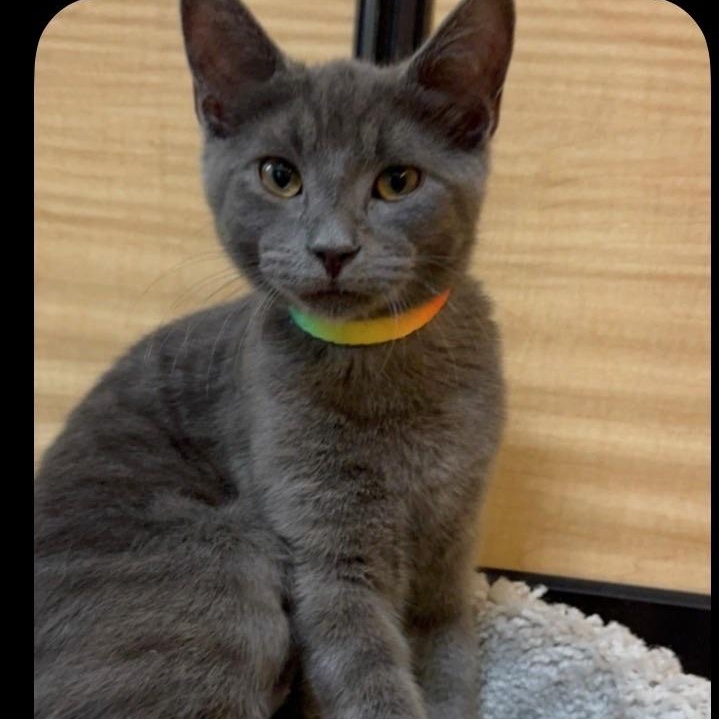 Willow, a ADOPTABLE Domestic Short Hair in atlanta, GA image 2/3