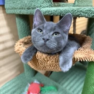 Willow, ADOPTABLE, Kitten Female Domestic Short Hair.