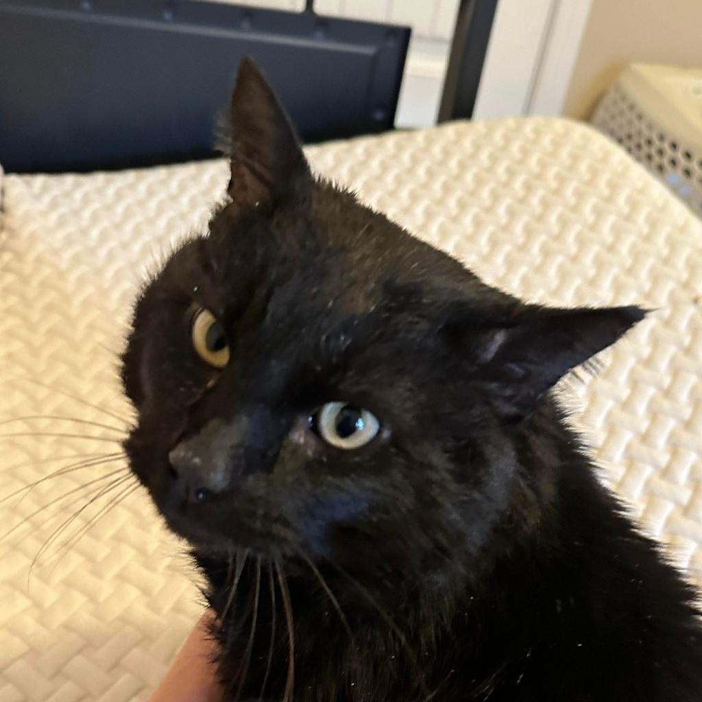 Enlarge Willy, a Adoptable Domestic Short Hair in Columbia, MO image 1/1