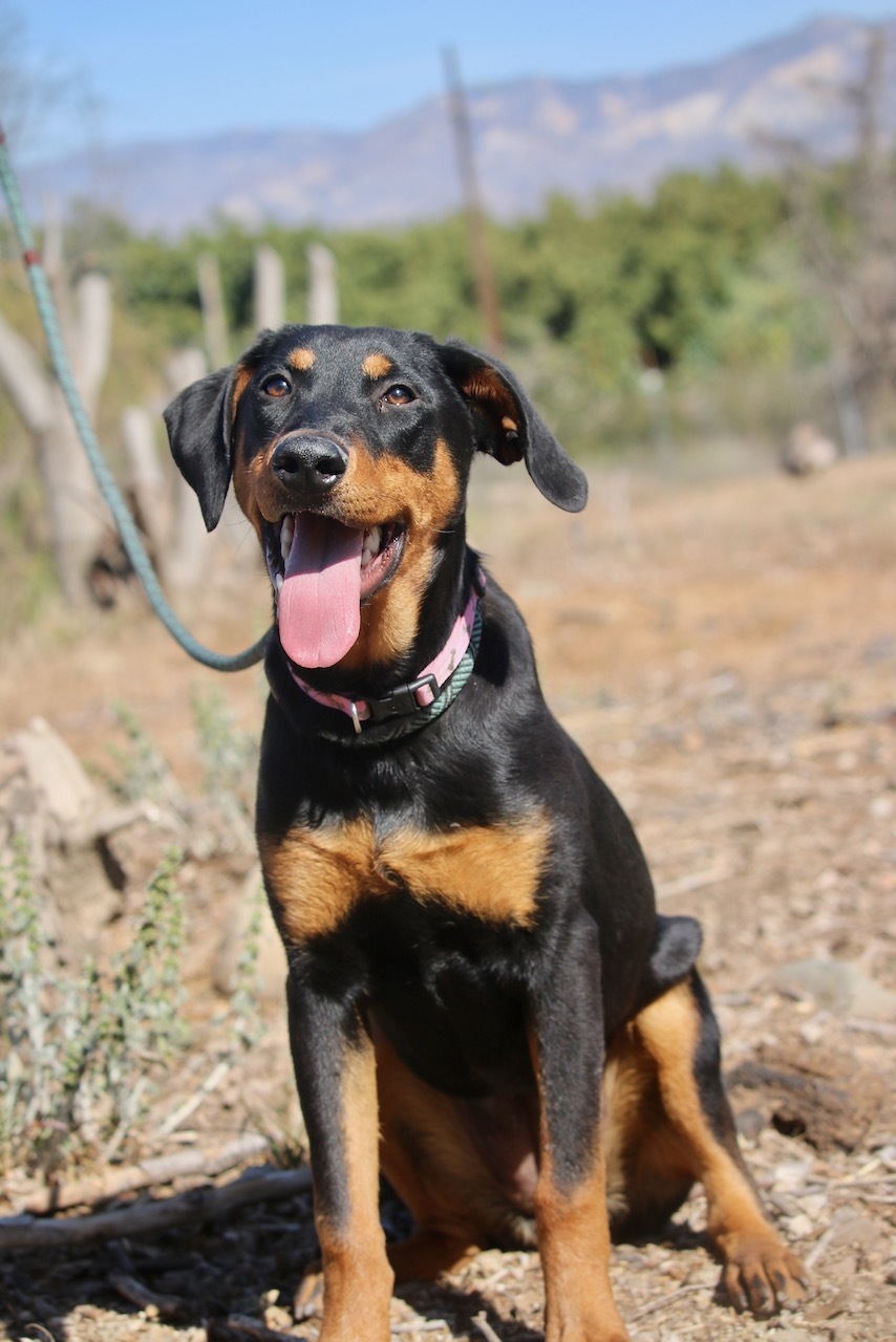 Abby, Adoptable, Young Female Doberman Pinscher.