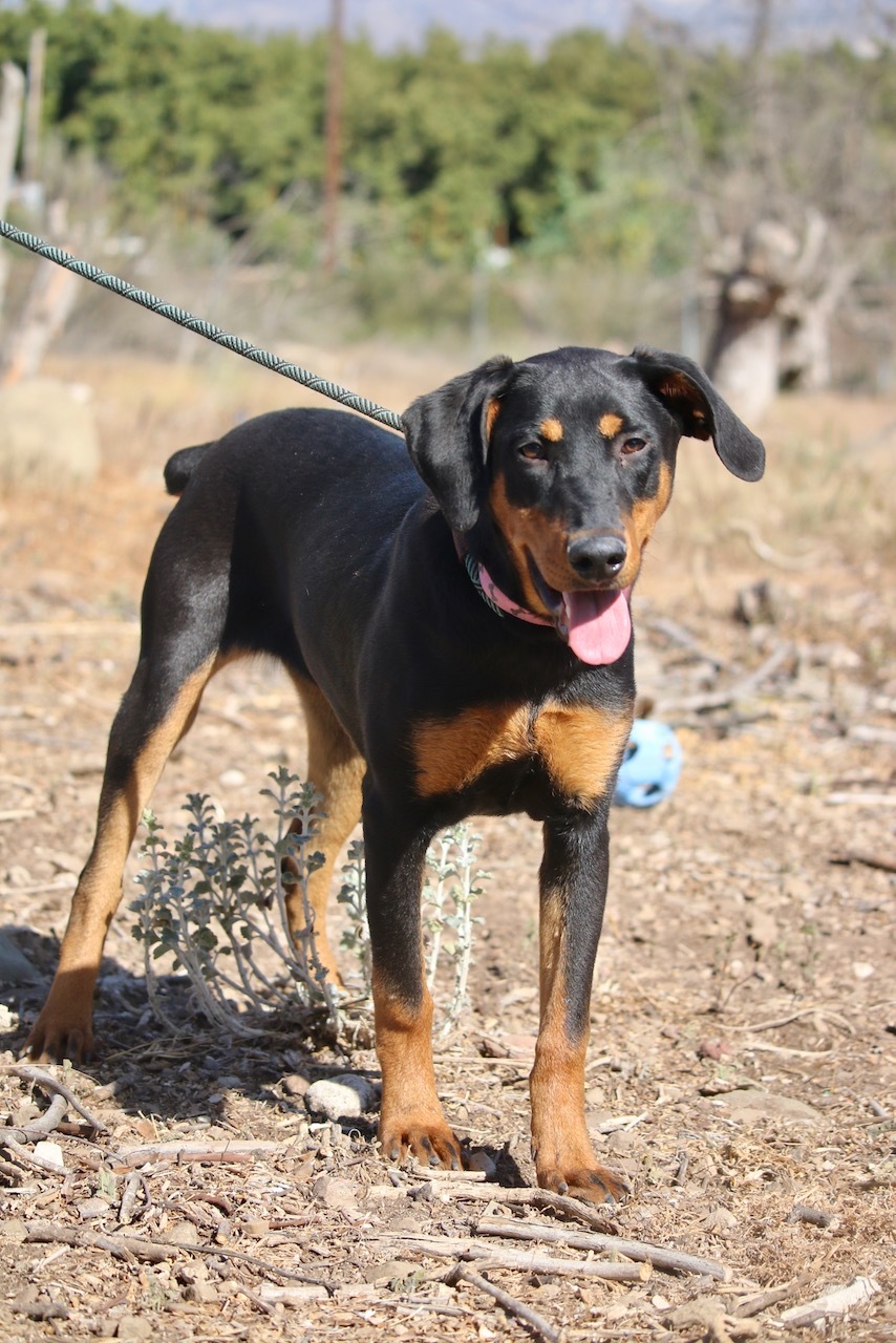 Enlarge Abby, a Adoptable mixed breed in Fillmore, CA image 2/8