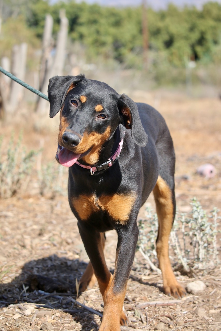 Enlarge Abby, a Adoptable mixed breed in Fillmore, CA image 4/8