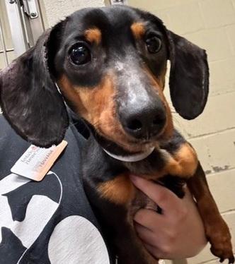 MILO  , ADOPTABLE, Young Male Miniature Dachshund.