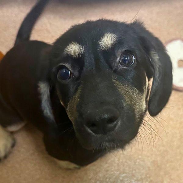 London, Adoptable, Puppy Male Mountain Cur & German Shepherd Dog.
