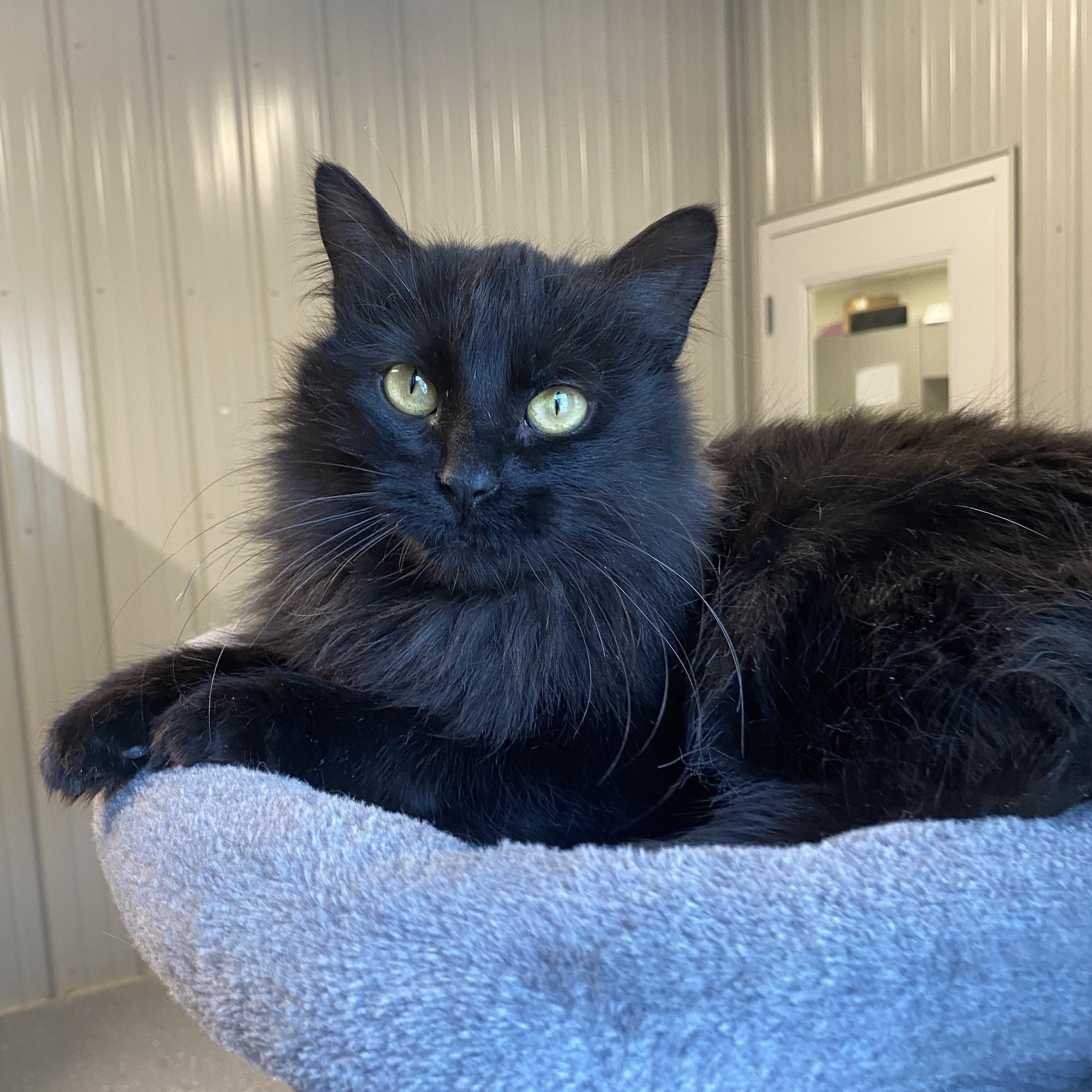Enlarge Noelle, a ADOPTABLE Domestic Long Hair in Melfort, SK image 1/1