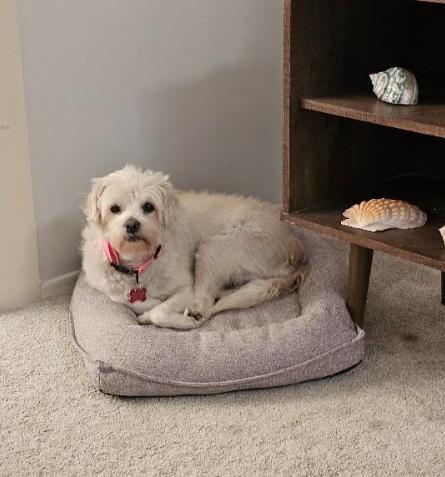 Laurie, Adoptable, Adult Female Maltese.