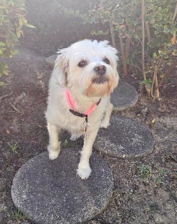 Laurie, a Adoptable Maltese in San Diego, CA image 2/3