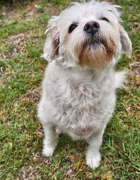 Laurie, a Adoptable Maltese in San Diego, CA image 3/3