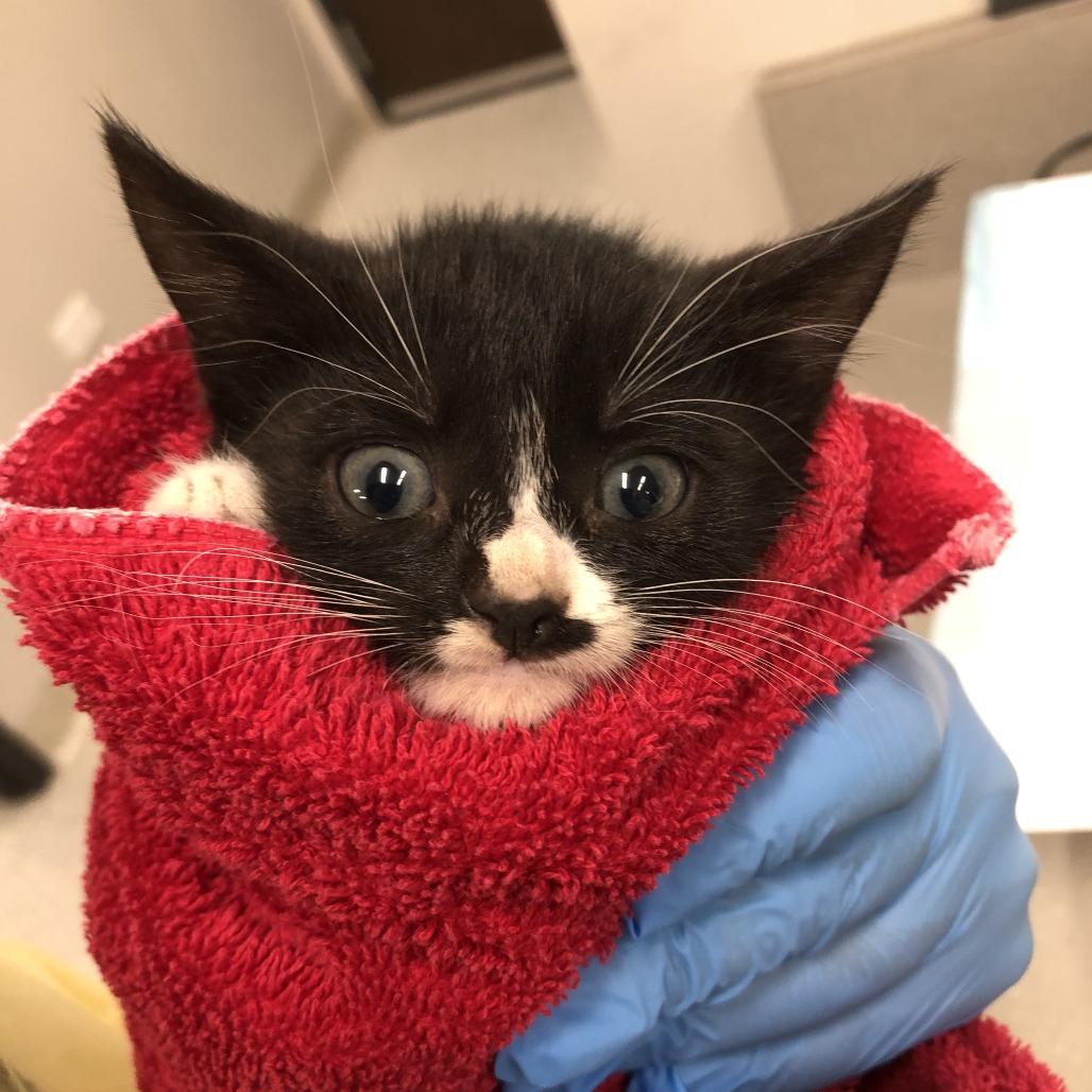Jasperina, Adoptable, Kitten Female Domestic Short Hair.