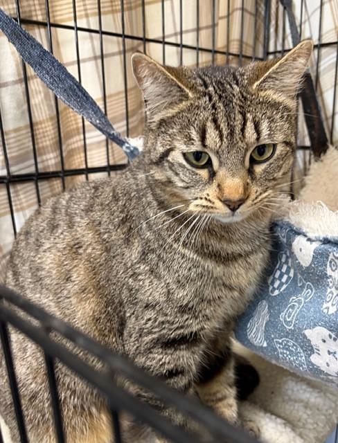 Enlarge Libby, a ADOPTABLE Tabby in Jackson, CA image 2/2