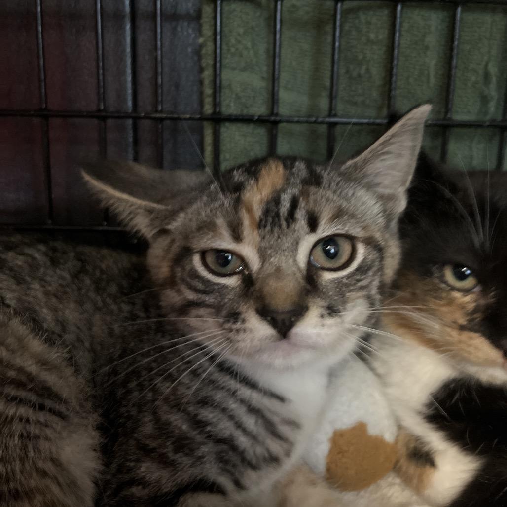 Enlarge Violet, a Adoptable Domestic Short Hair in Ruckersville, VA image 1/1