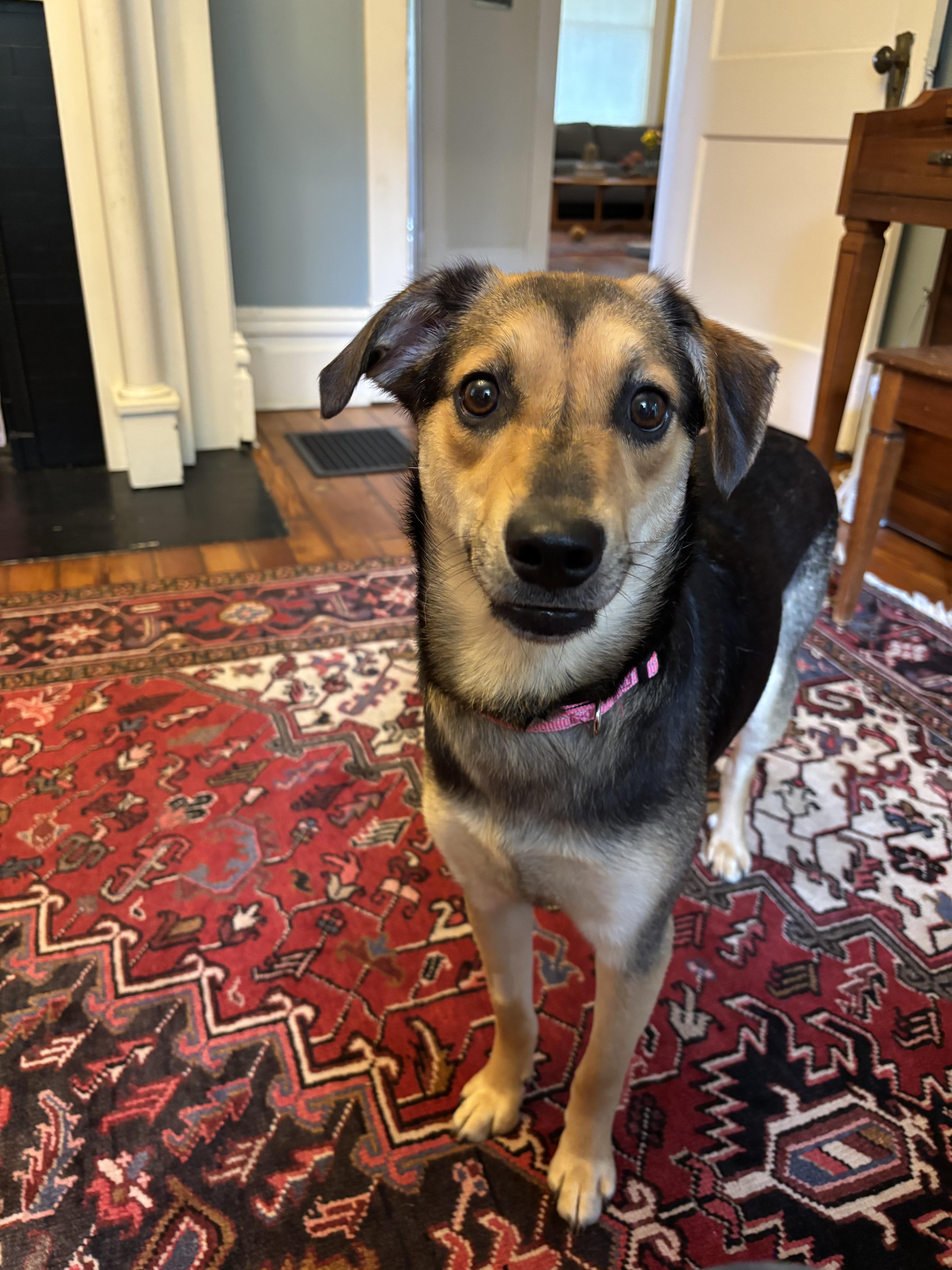 April, a ADOPTABLE mixed breed in Lexington, KY image 1/2