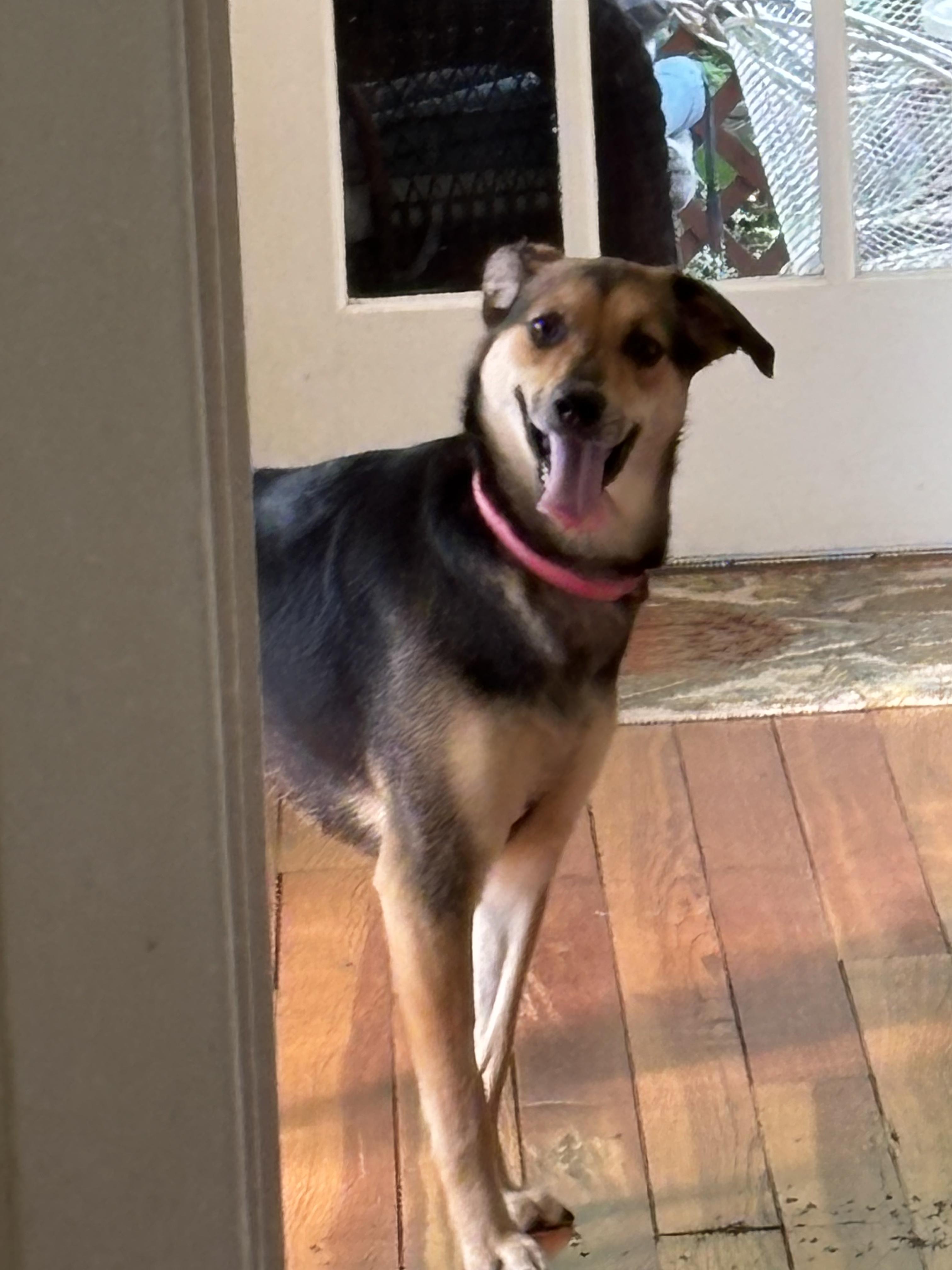 April, a ADOPTABLE mixed breed in Lexington, KY image 2/2