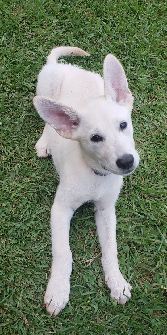 Louise, a Adopted mixed breed in Greenville, SC image 1/8