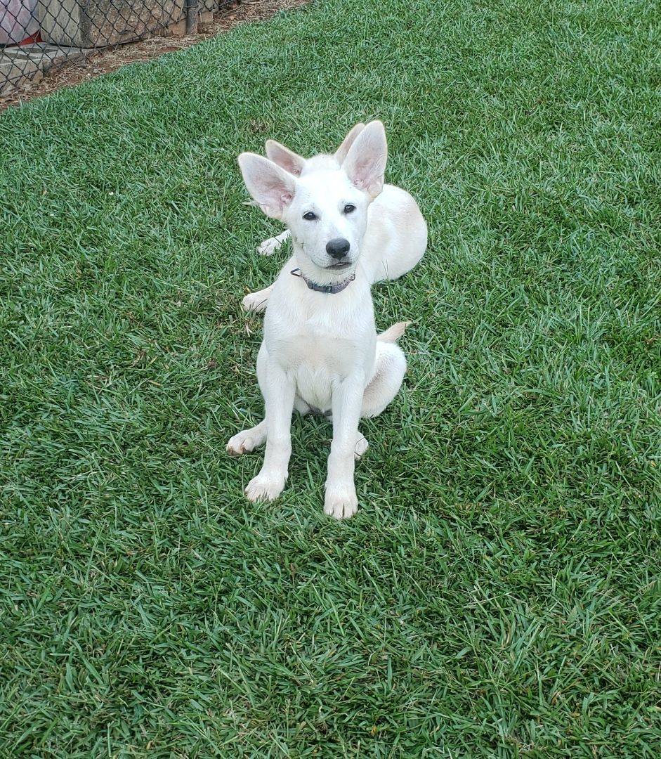 Louise, a Adopted mixed breed in Greenville, SC image 2/8