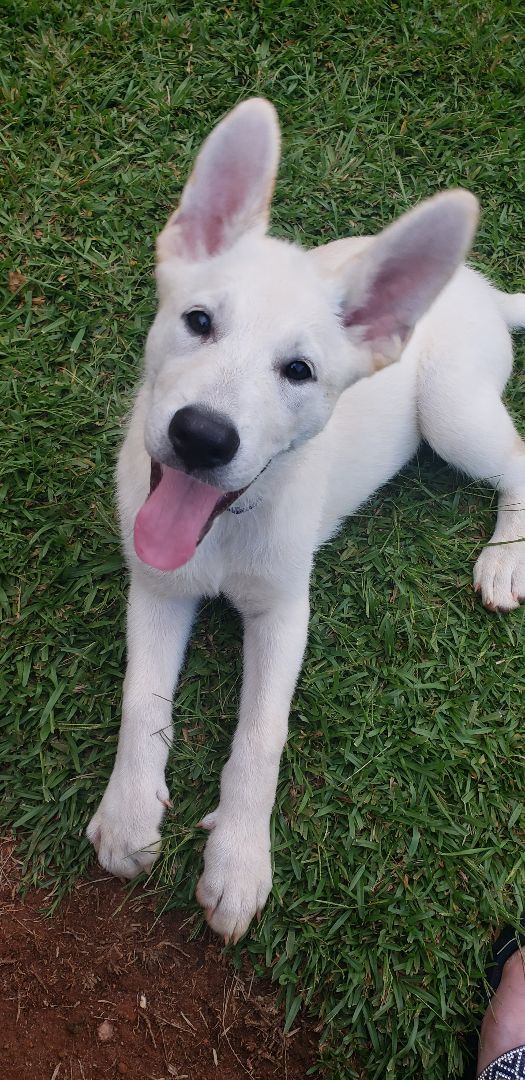 Louise, a Adopted mixed breed in Greenville, SC image 3/8