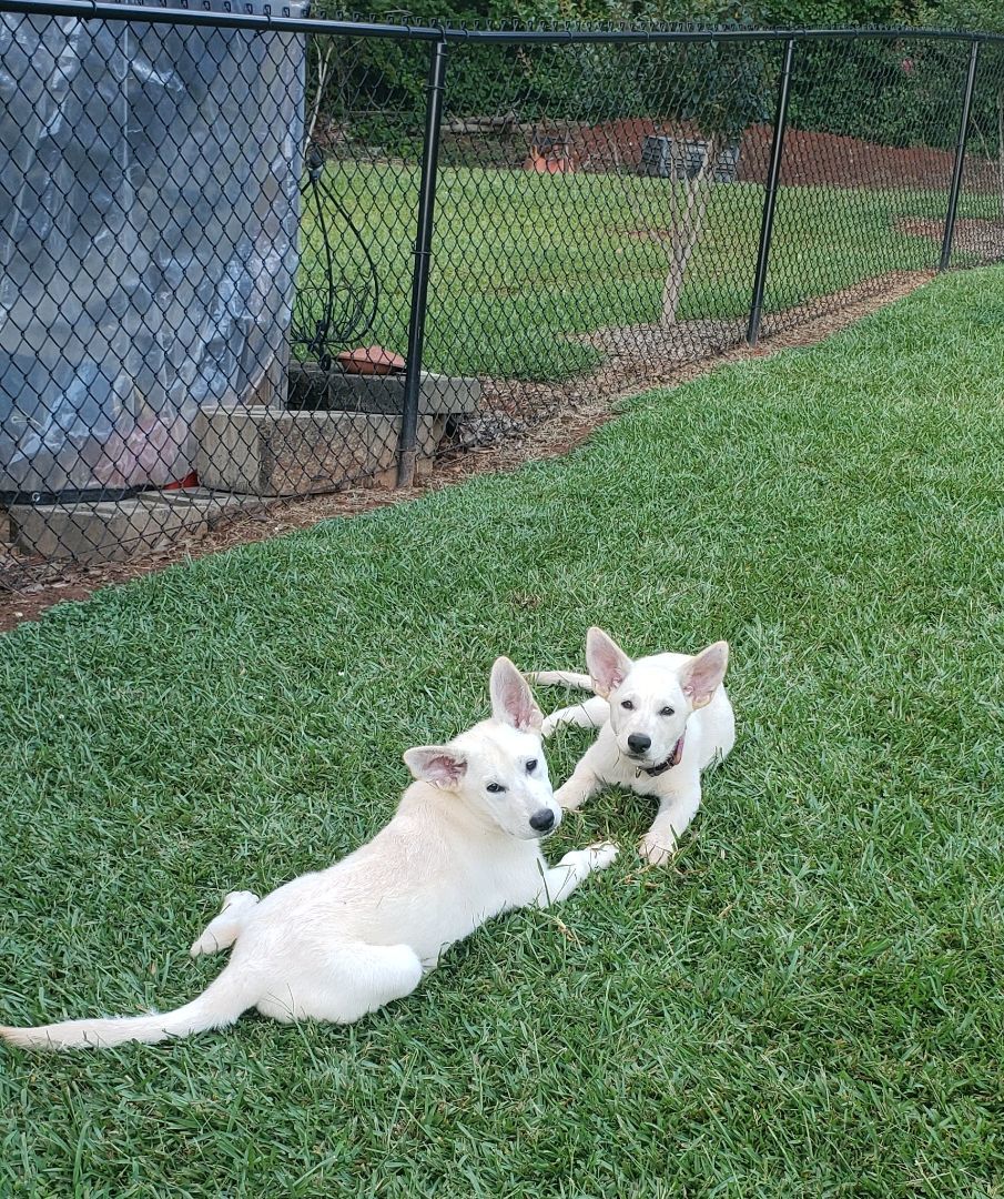 Louise, a Adopted mixed breed in Greenville, SC image 4/8