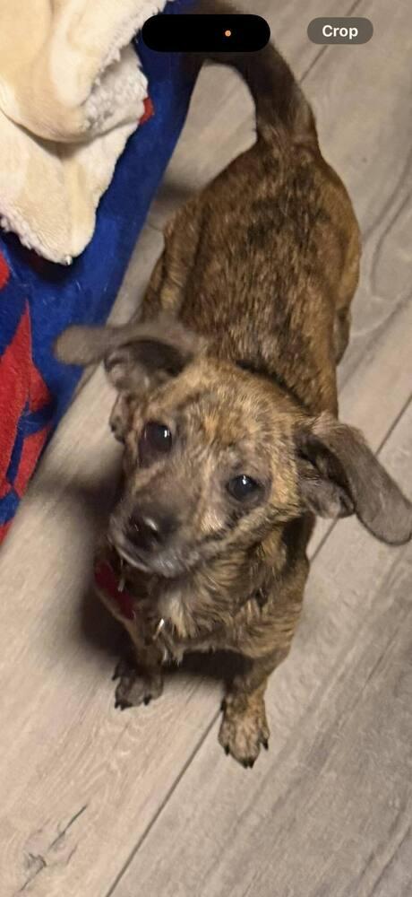 Pee Wee, Adoptable, Young Male Chihuahua & Mixed Breed.