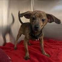 Pee Wee, Adoptable, Young Male Chihuahua & Mixed Breed.