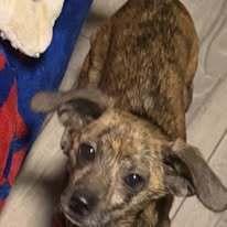 Enlarge Pee Wee, a Adoptable mixed breed in Huntington, NY image 2/3