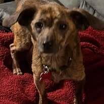 Enlarge Pee Wee, a Adoptable mixed breed in Huntington, NY image 3/3