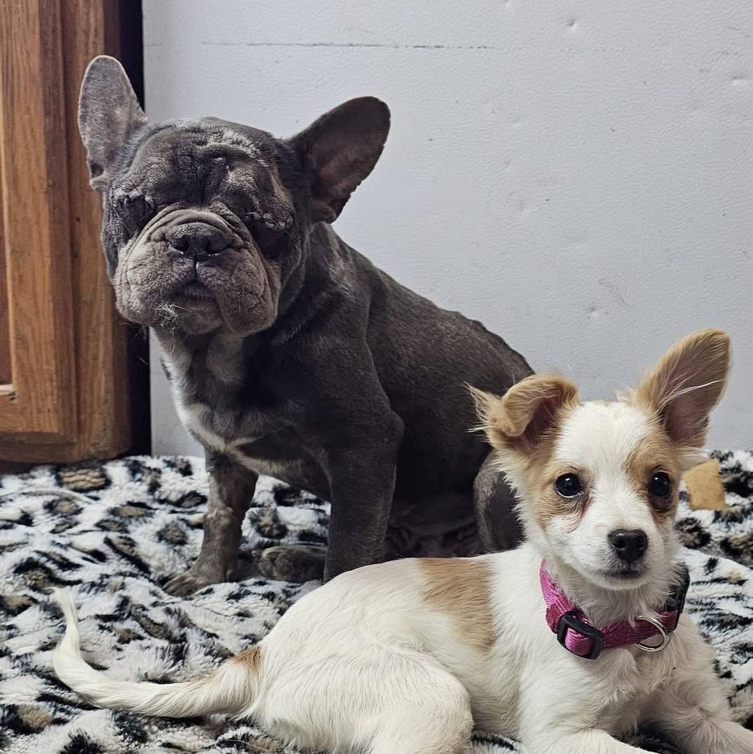 Meemaw Maddie, a Adoptable mixed breed in Pocatello, ID image 3/4
