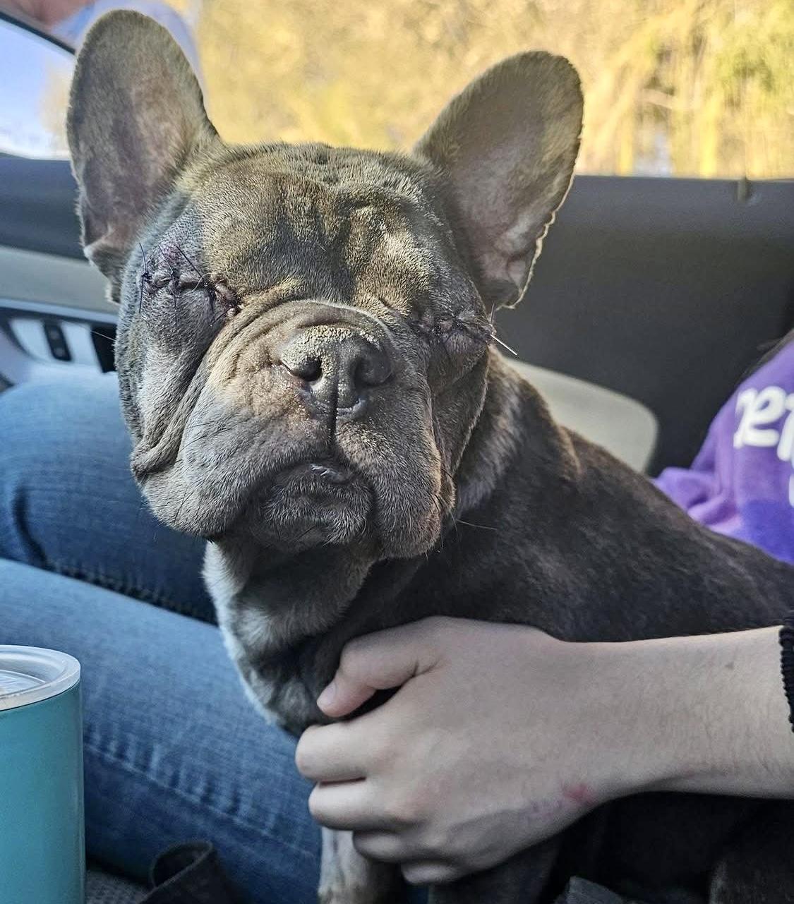 Meemaw Maddie, Adoptable, Adult Female French Bulldog.