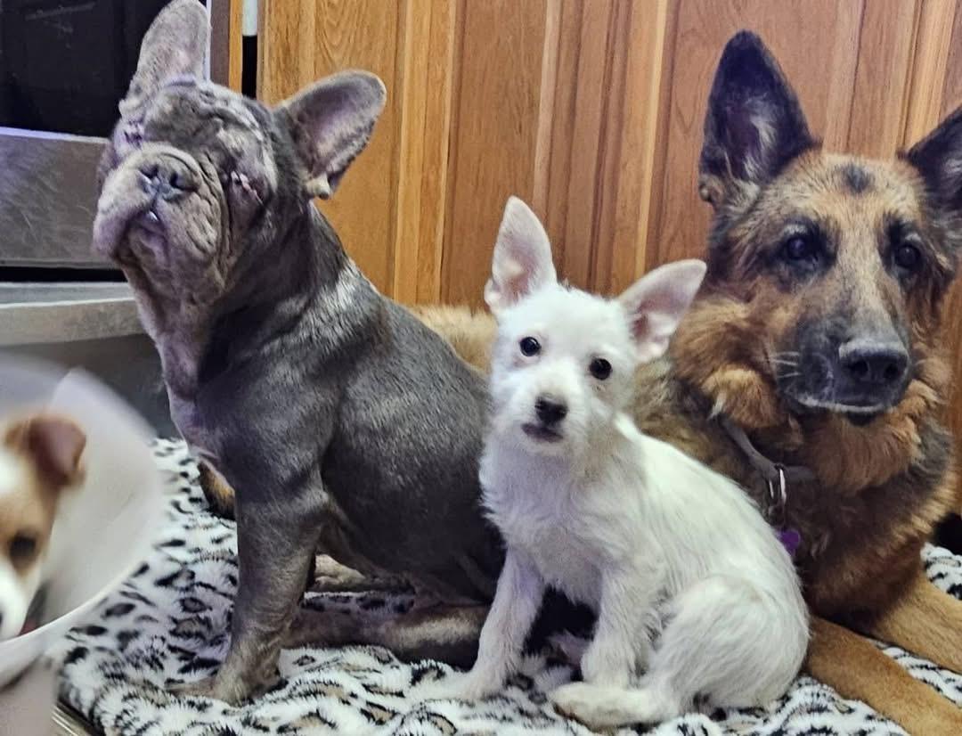 Meemaw Maddie, a Adoptable mixed breed in Pocatello, ID image 4/4